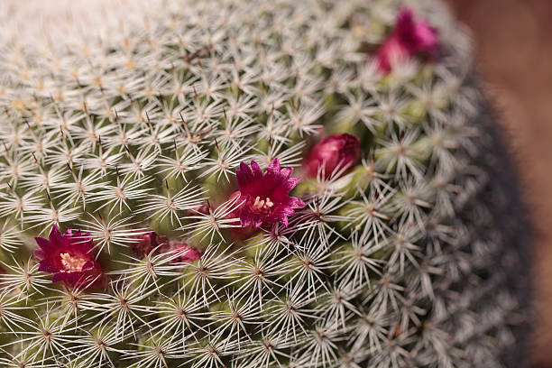 istock Mammillaria geminispina 626550594