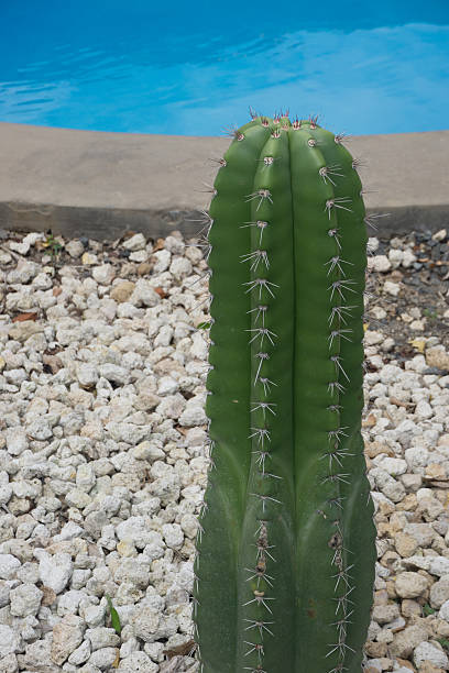 istock beautiful big green cactus with pool at background 626550684