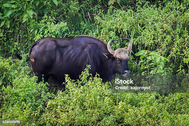 Gaur Stock Photo - Download Image Now - Animal, Animal Muscle, Animal  Wildlife - iStock