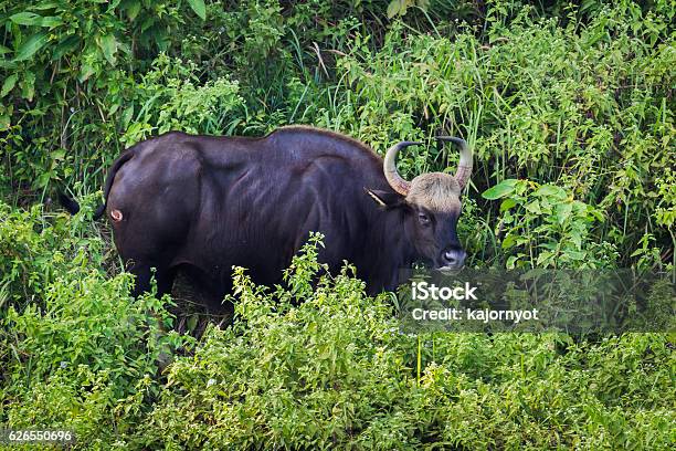 Gaur Stock Photo - Download Image Now - Animal, Animal Muscle, Animal Wildlife - iStock Gaur Stock Photo - Download Image Now - Animal, Animal Muscle, Animal Wildlife - iStock