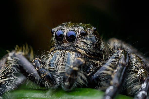 istock Super macro male Hyllus diardi or Jumping spider 626550928