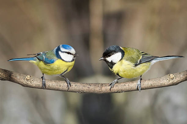istock tit and blue tit sitting on a branch next 626551088