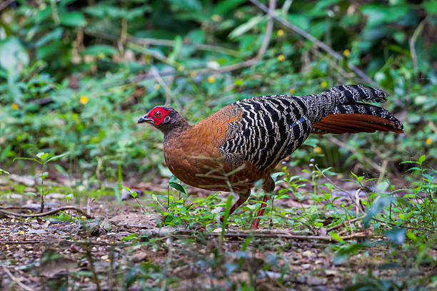 istock Close up of  female Siamese fireback 626551164