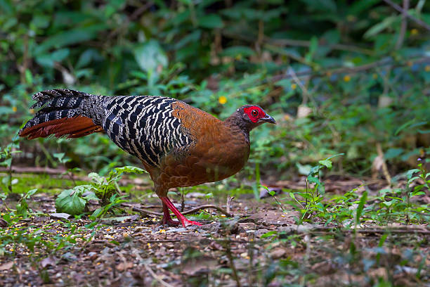 istock Right side of  female Siamese fireback 626551410