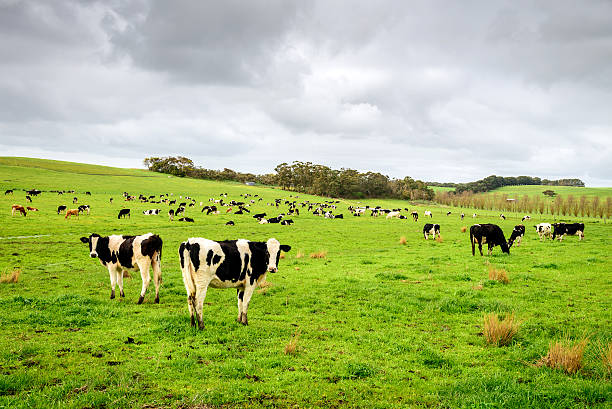 istock Cows grazing on a daily farm 626551958