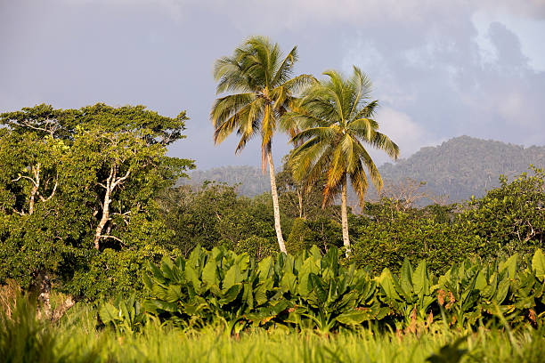 istock Madagascar traditional river landscape 626564966
