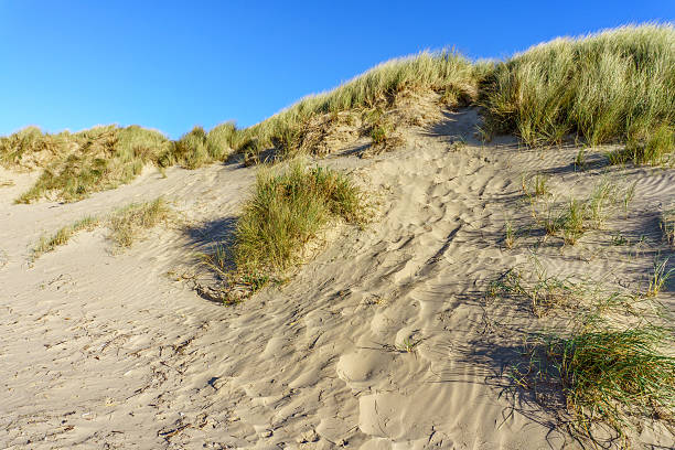 istock Sand dune and beach erosion by tides 626565486