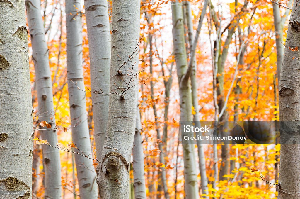 Birch forest in autumn with vibrant yellow leaves View through tree trunks of a birch forest in autumn or fall with vibrant yellow leaves showing the changing seasons Autumn Stock Photo