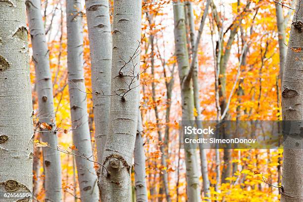 Birch Forest In Autumn With Vibrant Yellow Leaves Stock Photo - Download Image Now - Autumn, Birch Grove, Birch Tree