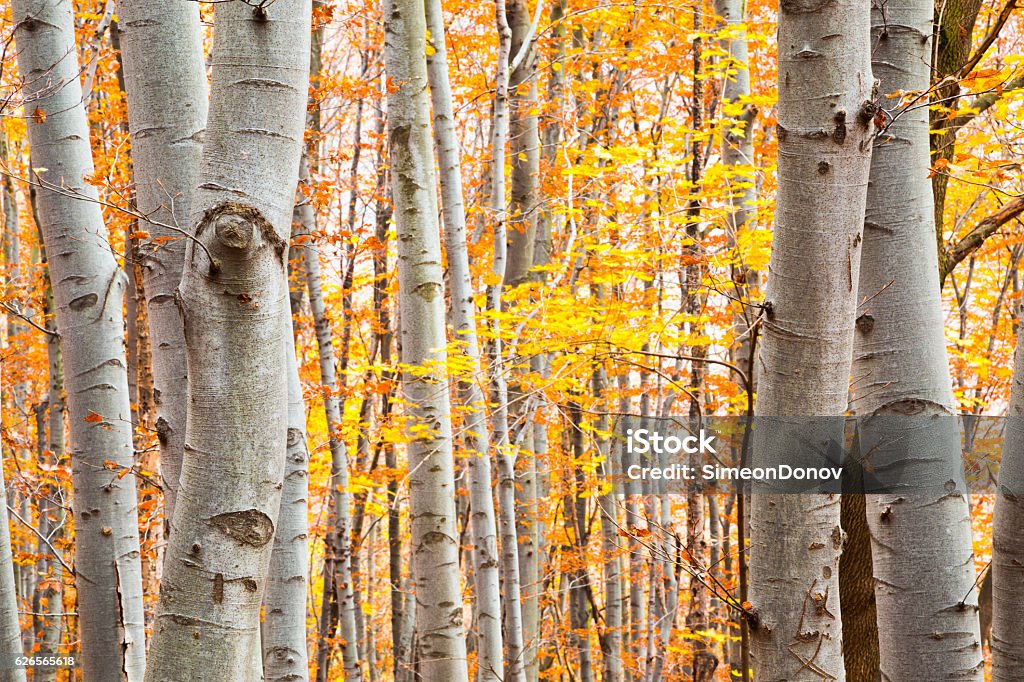 Birch forest in autumn with vibrant yellow leaves View through tree trunks of a birch forest in autumn or fall with vibrant yellow leaves showing the changing seasons Birch Tree Stock Photo