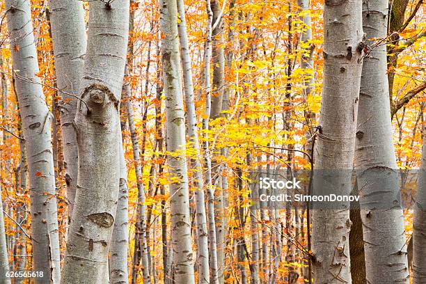 Birch Forest In Autumn With Vibrant Yellow Leaves Stock Photo - Download Image Now - Birch Tree, Autumn, Birch Grove