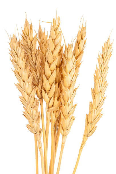 istock Ears of wheat 626566182