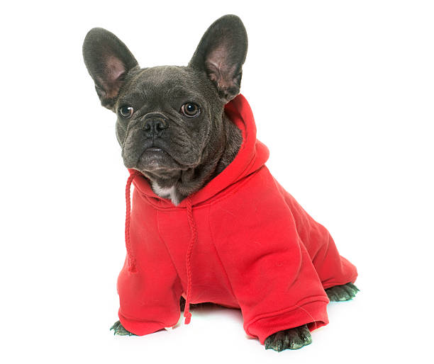 istock dressed puppy french bulldog 626567392