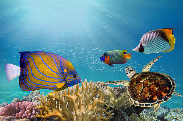 istock Deep sea and coral reef, coral reef animals, 626567922