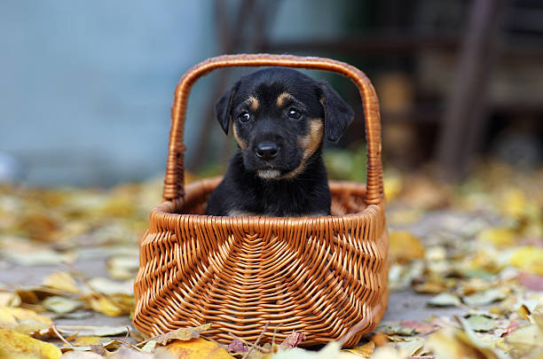 istock black puppy in a basket 626568148