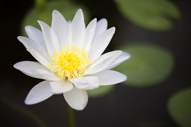 fiore di loto è su un fiume - wavelet foto e immagini stock