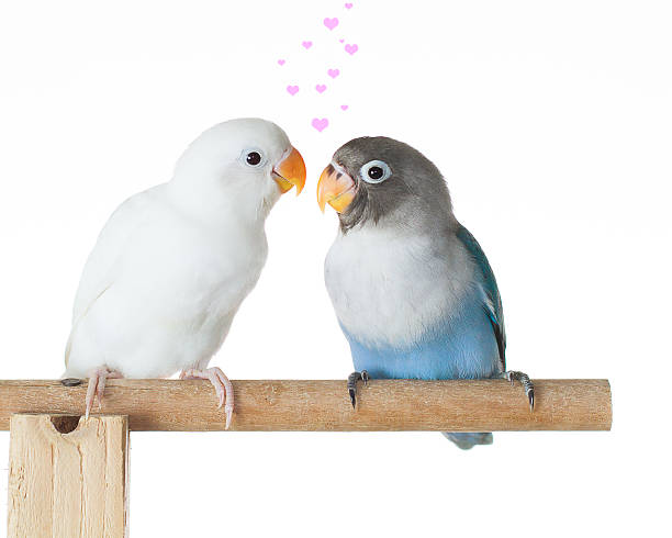 Blue and white lovebird standing and flirting on the perch on white background