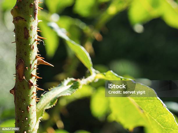 Rose Thorn Stock Photo - Download Image Now - England, Flower, Gardening
