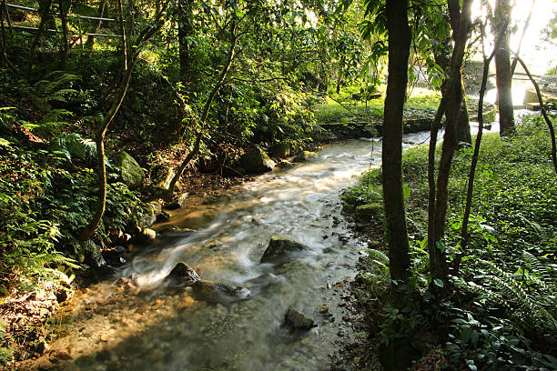 A picturesque waterfall tumbles gently over weathered sandstone, surrounded by dense green foliage in a vibrant forest setting. The scene captures the tranquility and natural beauty of a hidden woodland stream