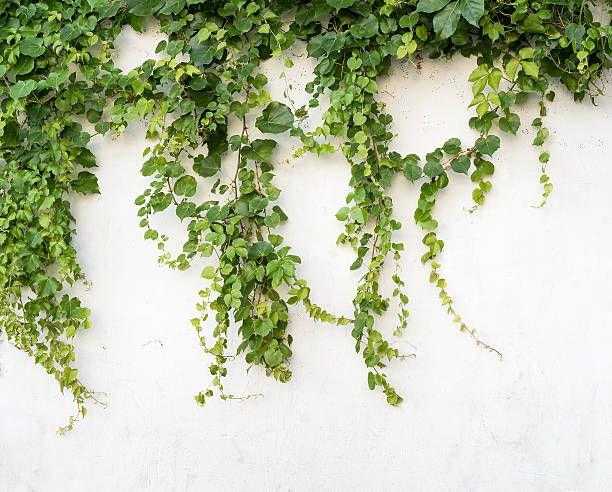 istock ivy leaves isolated on a white background 626574586