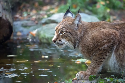 Eurasian Lynx walks around in the forests of Europe