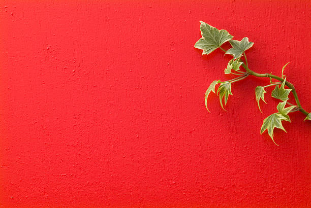 Plant leaves against a red background