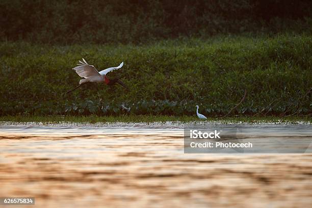 Bird Of Pantanal In The Nature Habitat Stock Photo - Download Image Now - Swamp, Pantanal Wetlands, Bird