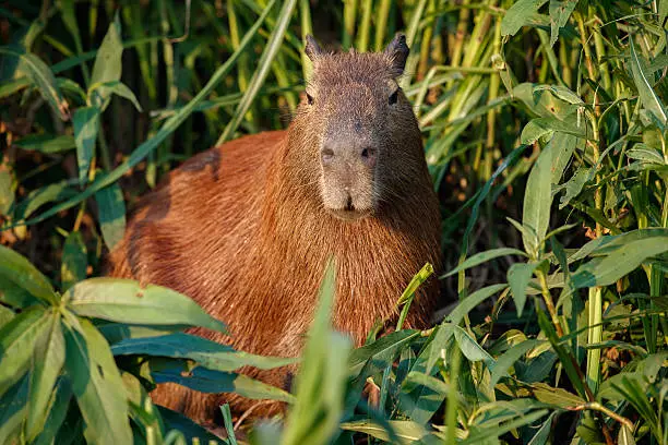 capybara in the nature habitat of northern pantanal, biggest rondent, wild america, south american wildlife, beauty of nature, giants