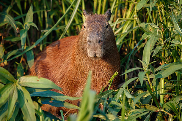 capybara w siedlisku przyrody północnej pantanal - mouse rodent animal field mouse zdjęcia i obrazy z banku zdjęć