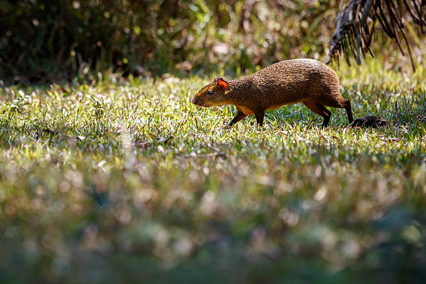 야생 아구티는 자연 서식지에서 클로즈업 - agouti 뉴스 사진 이미지