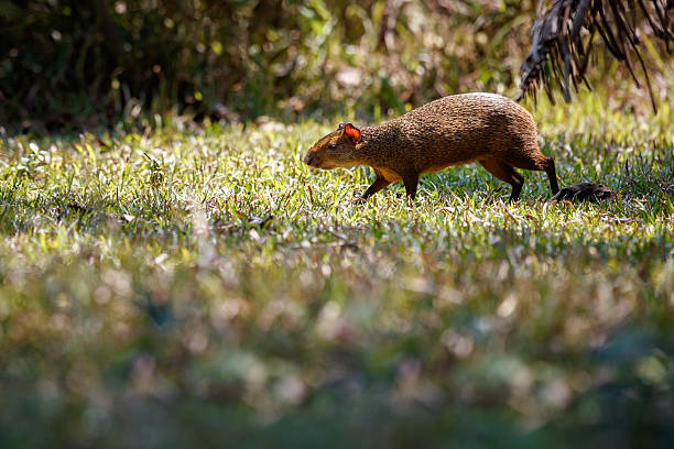 Wild agouti close up in the nature habitat Wild agouti close up in the nature habitat, wild brasil, brasilian wildlife, pantanal, green jungle, south american nature and wild dasyprocta stock pictures, royalty-free photos & images