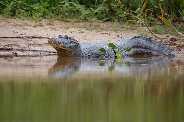 Wild caiman in the nature habitat, wild brasil, brasilian wildlife, pantanal, green jungle, south american nature and wild, dangereous