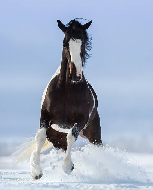 istock Pinto horse on snowfield 626577452