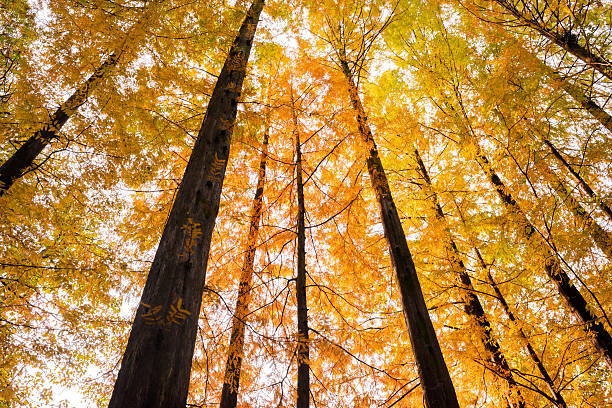 istock Forest of a metasequoia 626577836