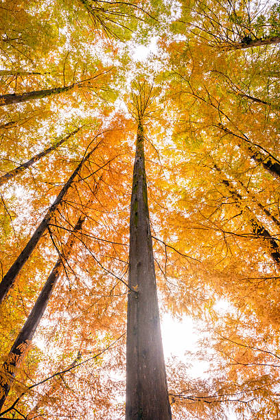 istock Forest of a metasequoia 626582642