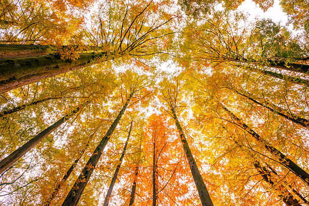 istock Forest of a metasequoia 626583348
