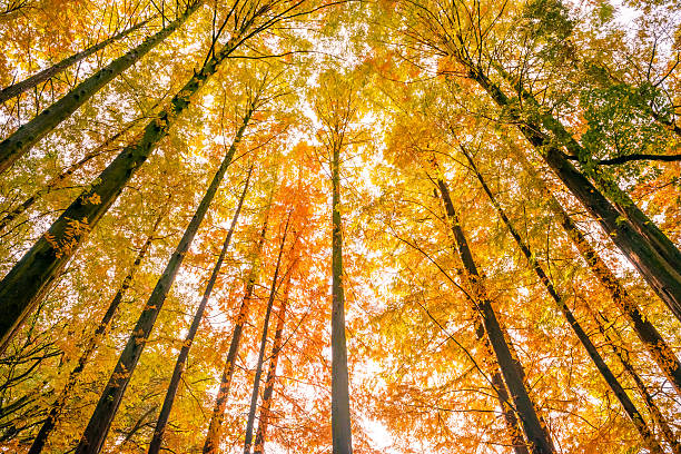 istock Forest of a metasequoia 626583662