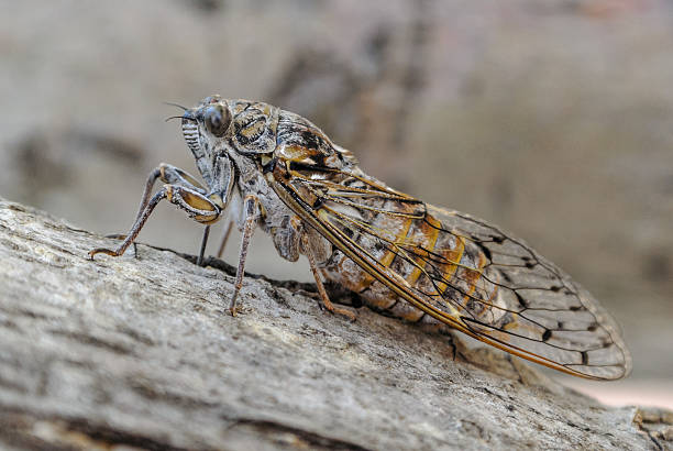 istock Close-up of a cicada on a branch 626583700