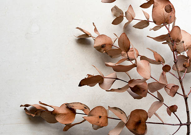 istock Eucalyptus leaves from above 626583916
