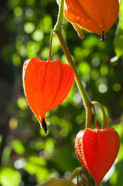 istock cape gooseberry close up 626583932