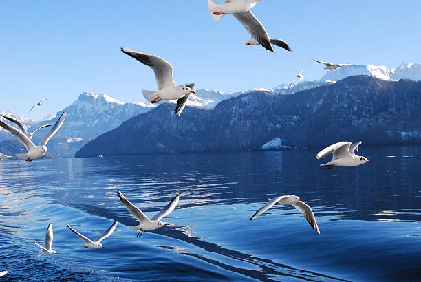Seagulls at Lake Lucerne, Switzerland with the Swiss Alps in the background.