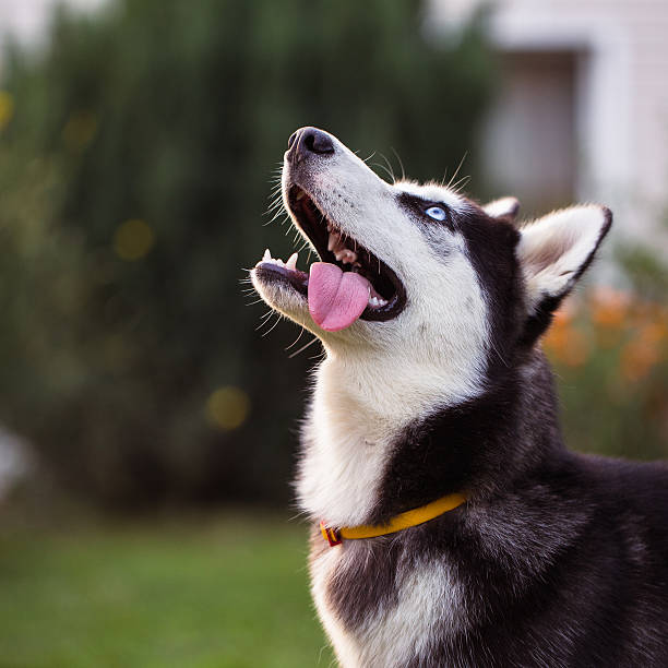 istock Siberian Husky. The Siberian Husky rests on the grass. 626584332