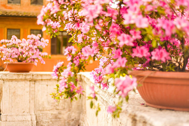 Horizontal, detailed shot of potted azalea bushes in bloom sitting along the famous Spanish Steps in Rome, Italy. This was shot in Spring when the Azalea flowers are in full bloom, decorating the steps.