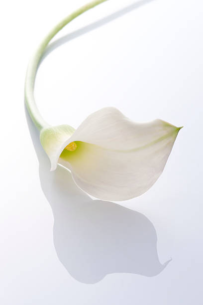 istock Bunch of flowers 626586634