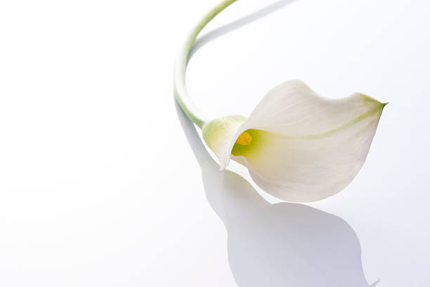 istock Bunch of flowers 626586656