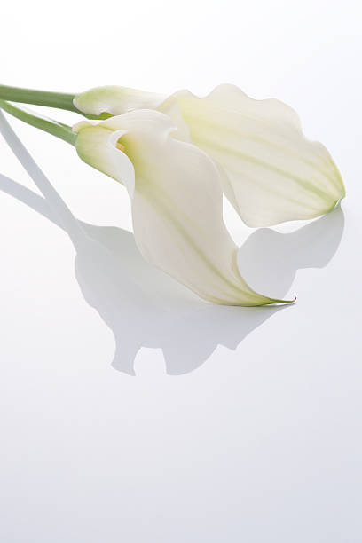 istock Bunch of flowers 626586974