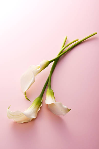 istock Bunch of flowers 626587706