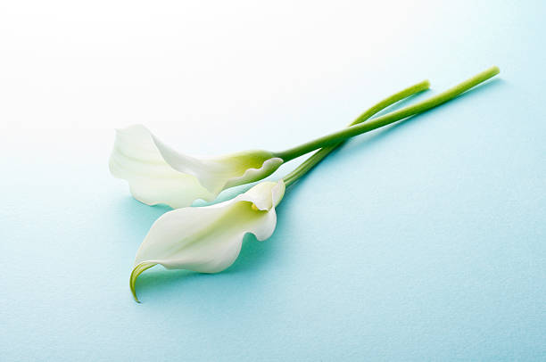 istock Bunch of flowers 626588168