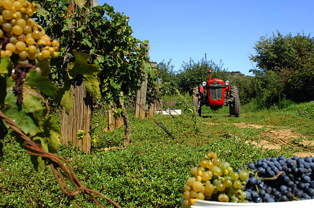 Harvest time in Dalmatia, winemaking stock photo