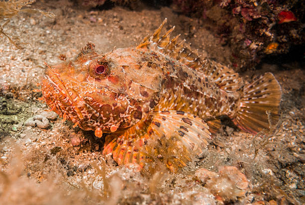 istock scorpaena scorfa scorpionfish illes medes side sand lying 626588874